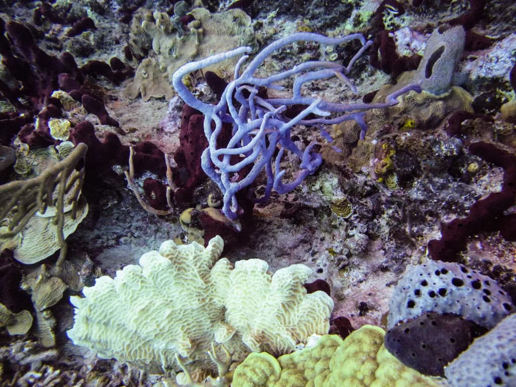 Coral Symphony: A Vibrant Underwater Tapestry of Life