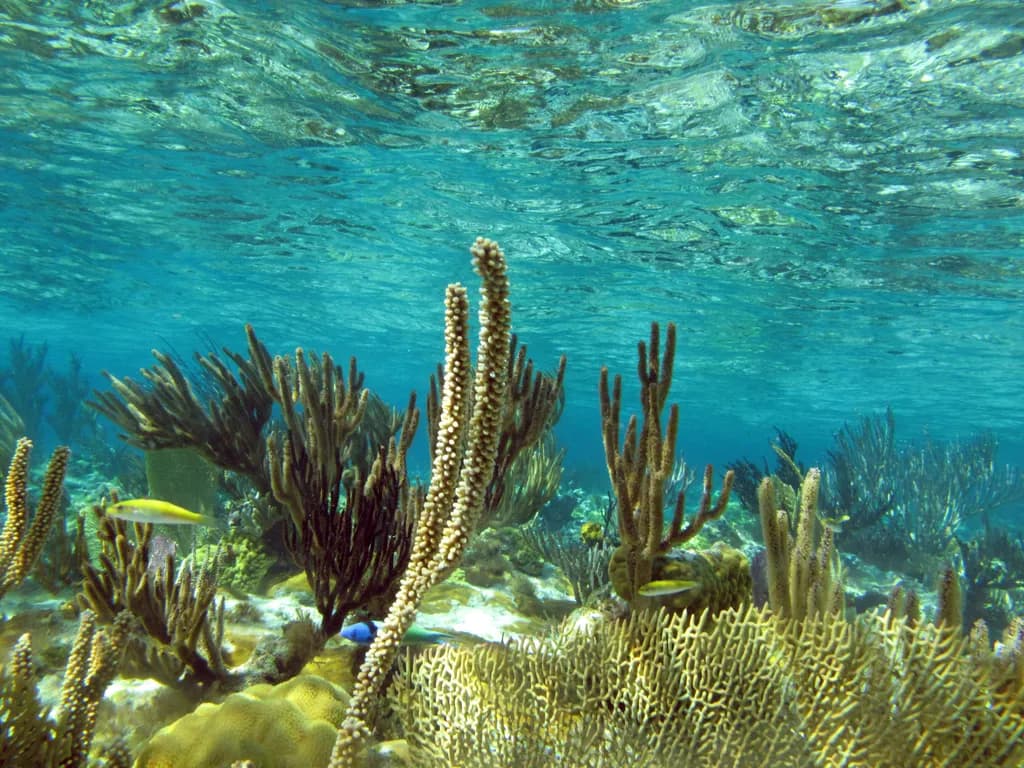 Coral Symphony: A Vibrant Underwater Ecosystem in Blue Serenity