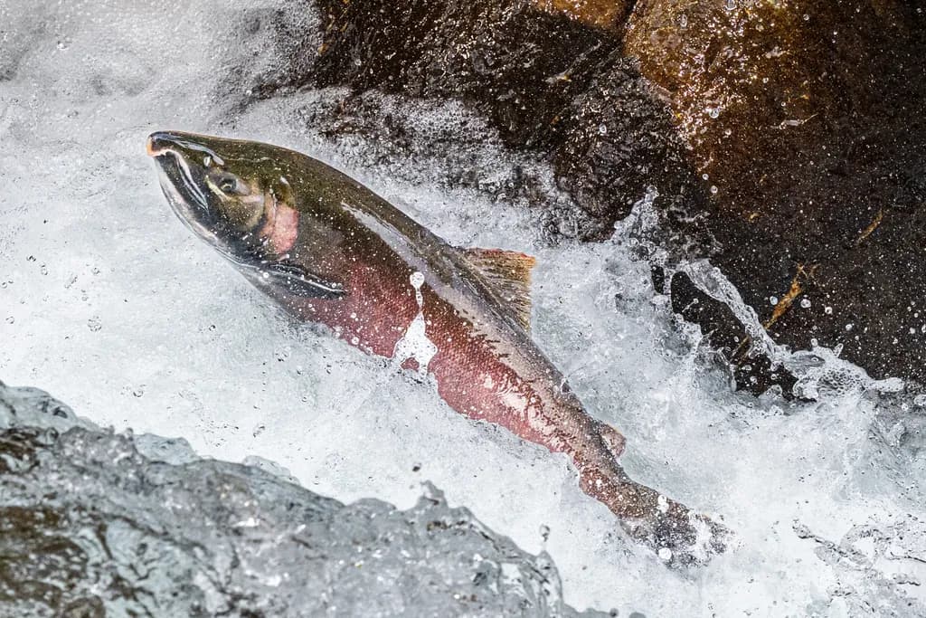 Homeward Bound Salmon