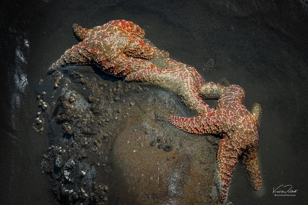 Ruby Beach Stars