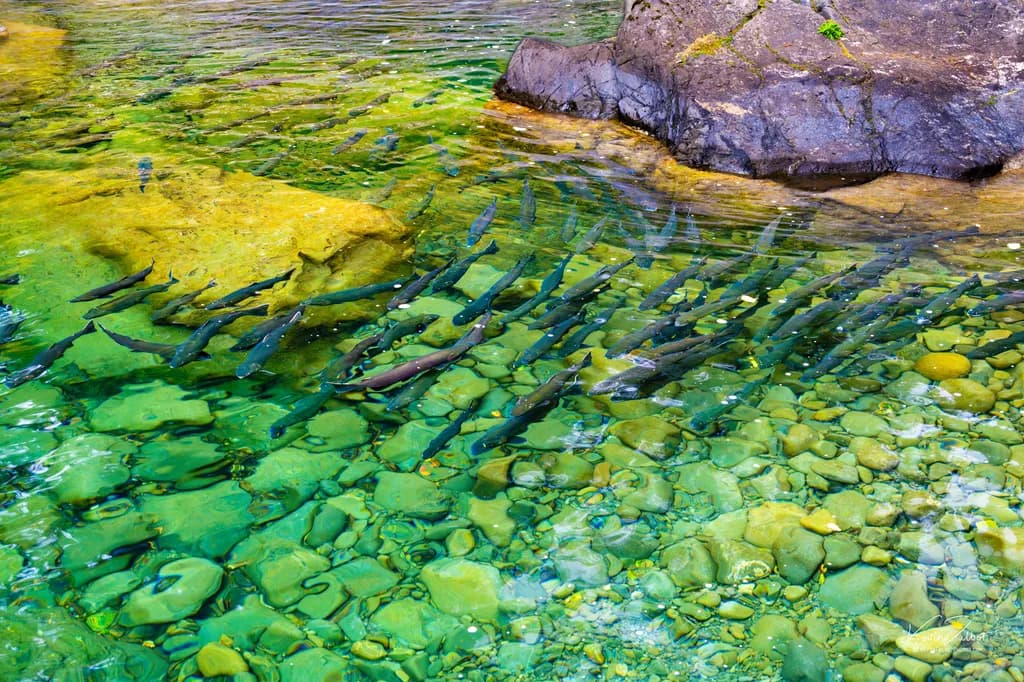 Salmon Rush Hour