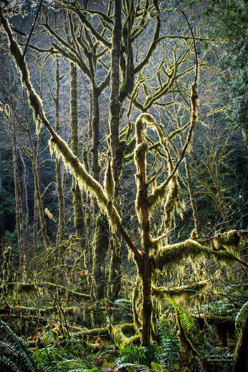 Mossy Veil