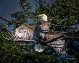 Bald Eagle Display