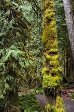 Mossy Totem