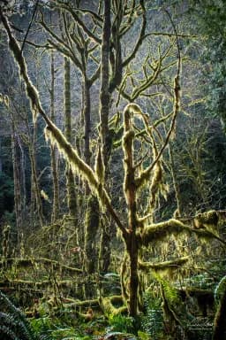 Mossy Veil
