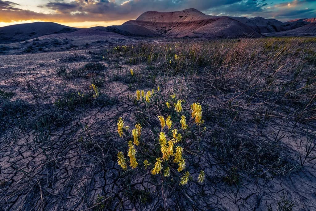 Badlands Bloom