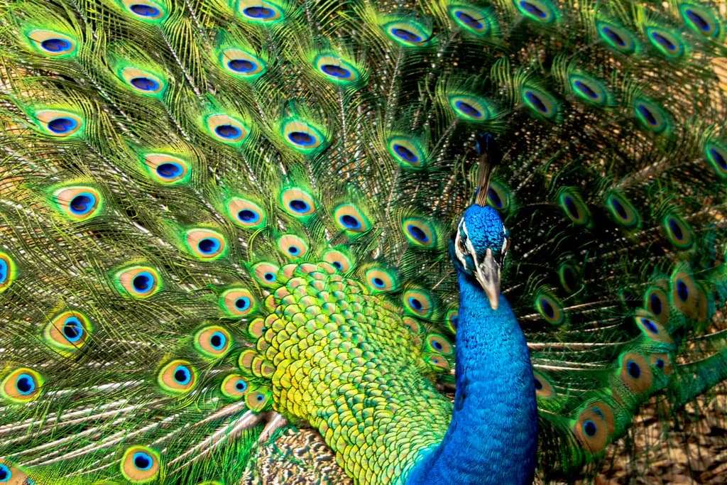 Vibrant Peacock Display: A Colorful Celebration of Exotic Feathers and Nature's Artistry
