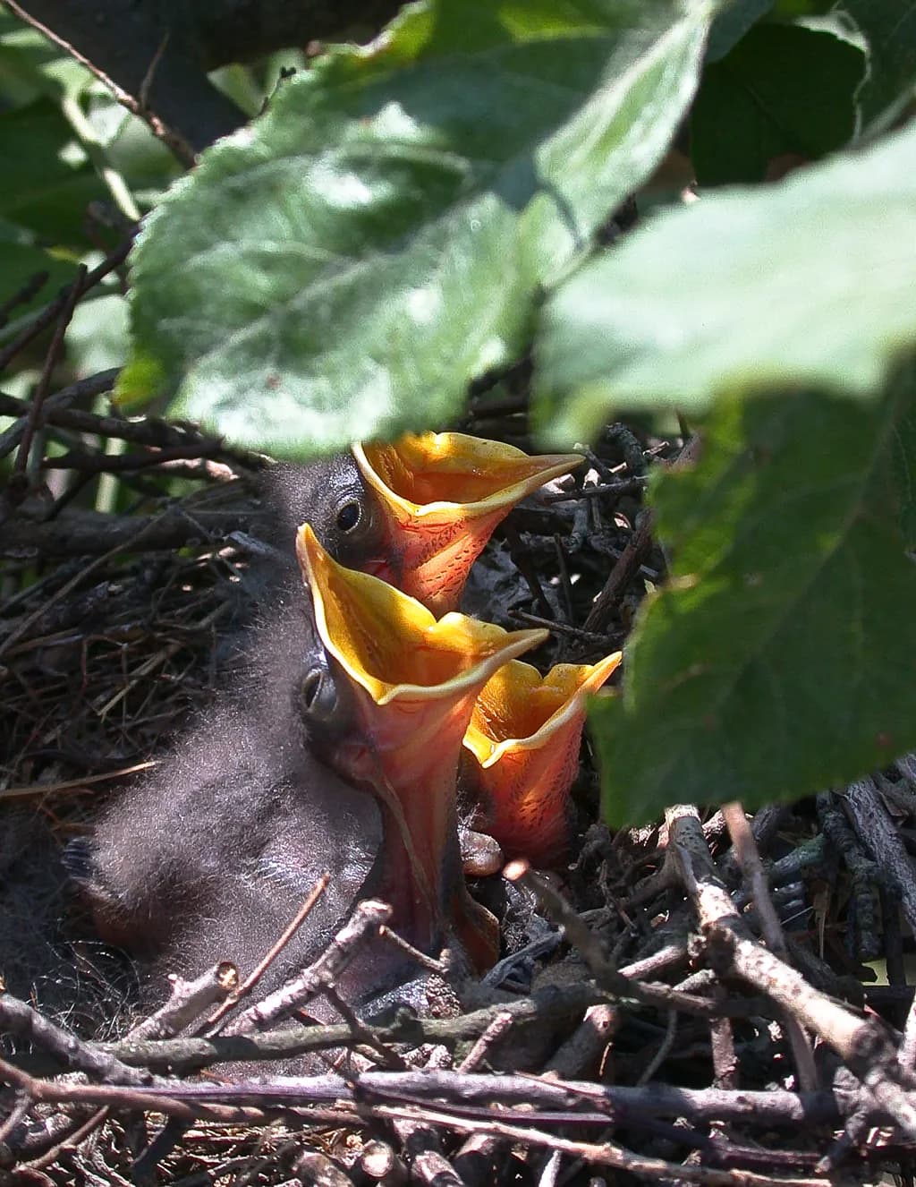 Nestling Serenade: A Glimpse into Nature's Cradle of Life