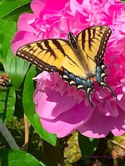 Butterfly on Pink Peonies