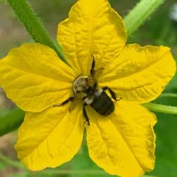 Bumble Bee Pollinates Cucumber Blossom