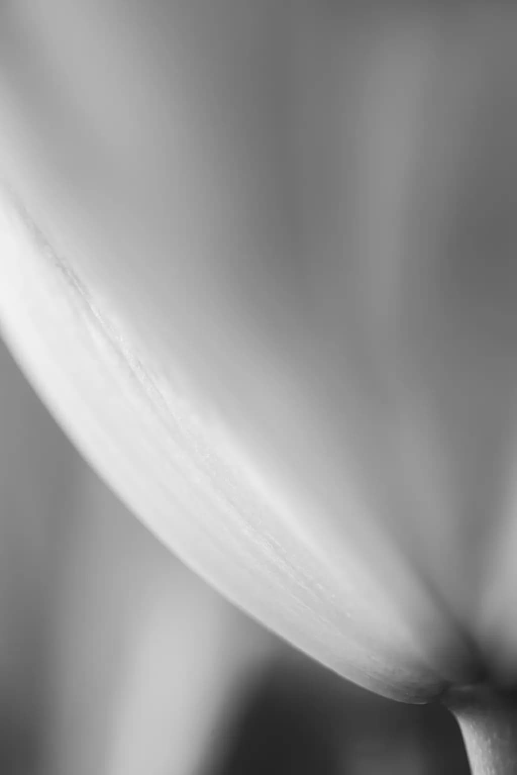 Monotone 3