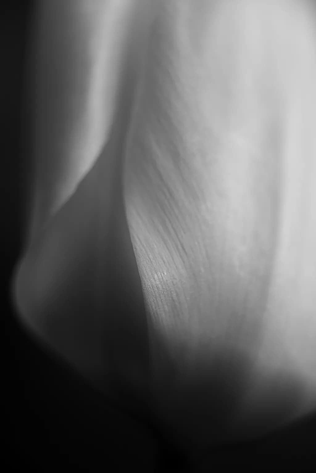 Monotone 2