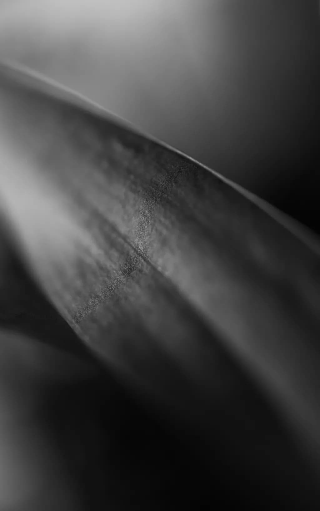 Monotone 4