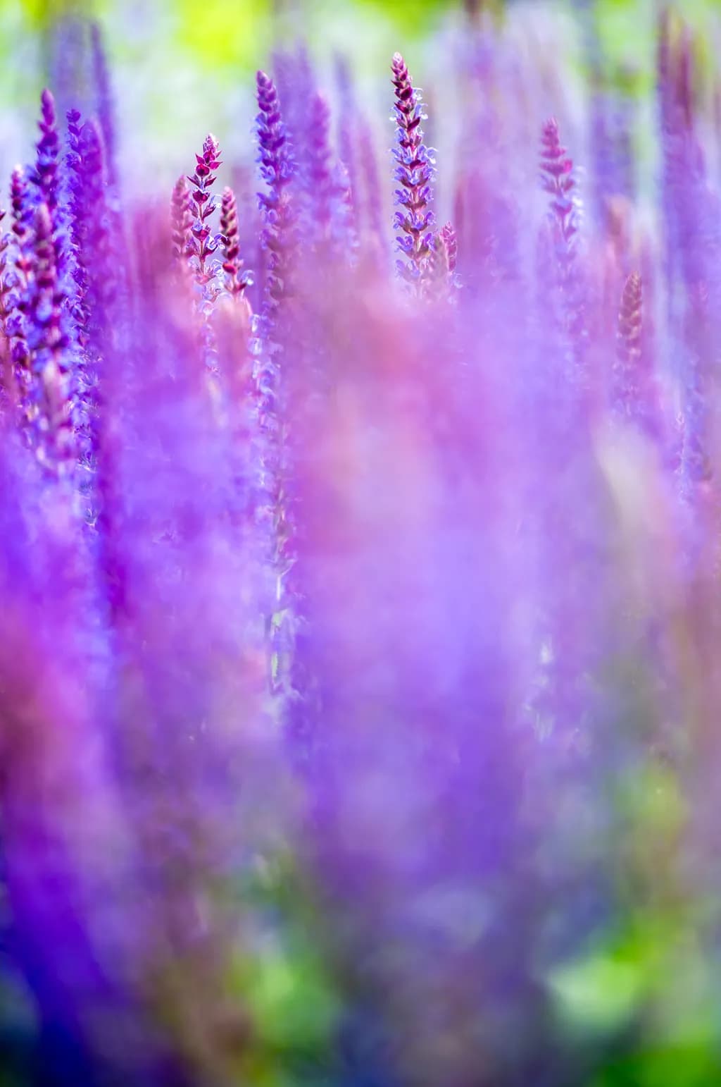 Purple Haze