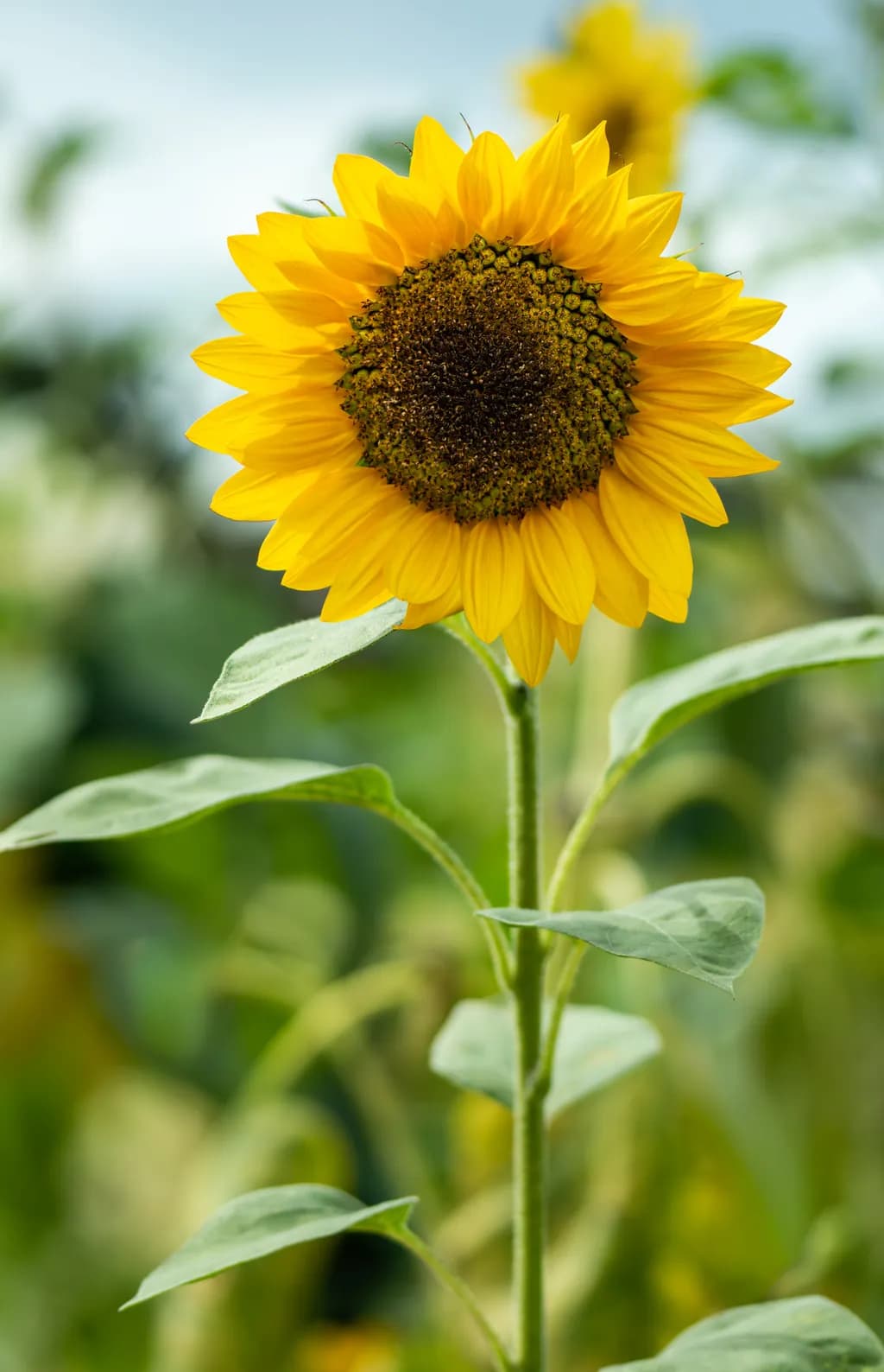 Sunlit Resolve