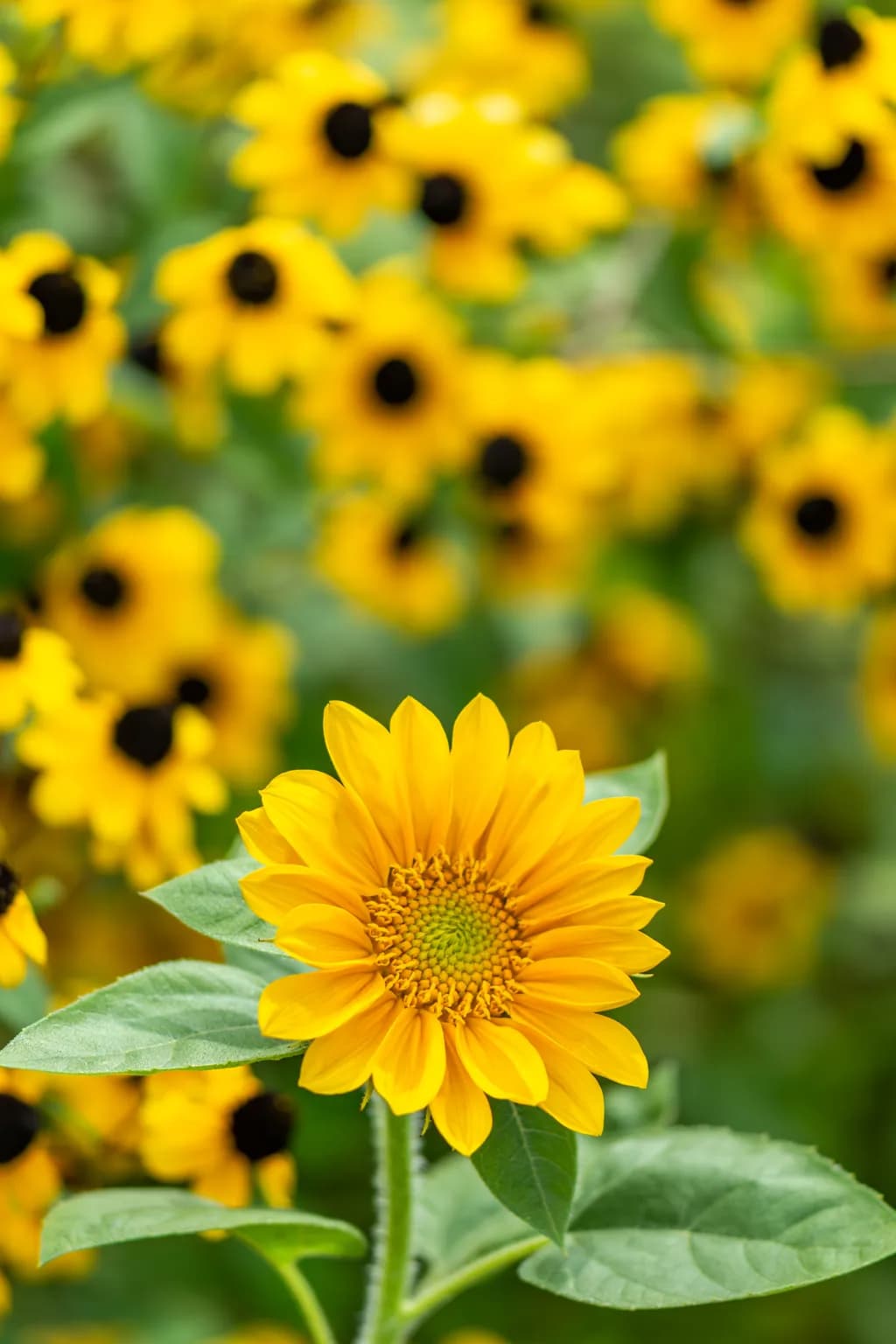 Sunny Rebel