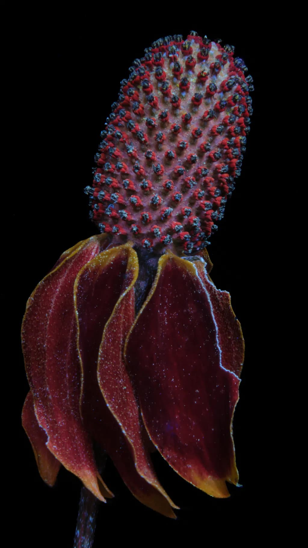 Mature Bloom