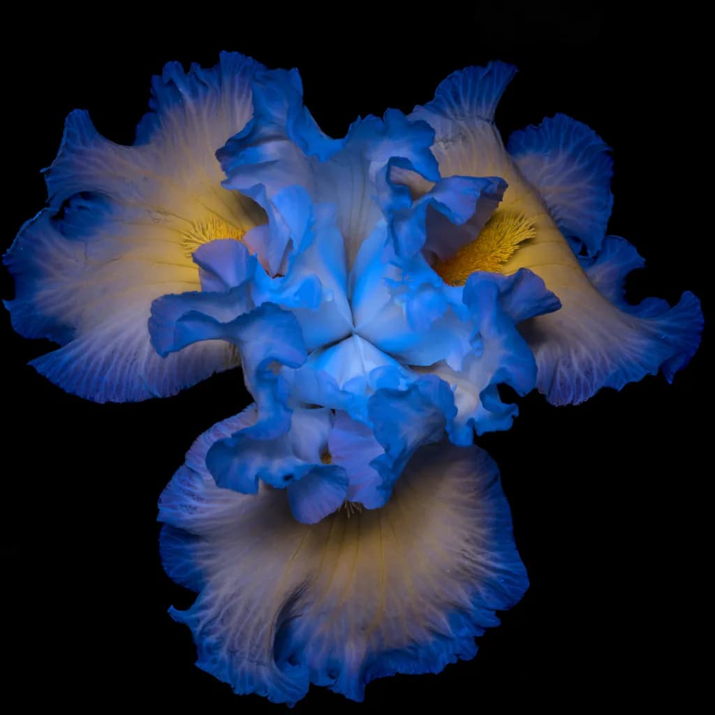 Blue Iris Bloom