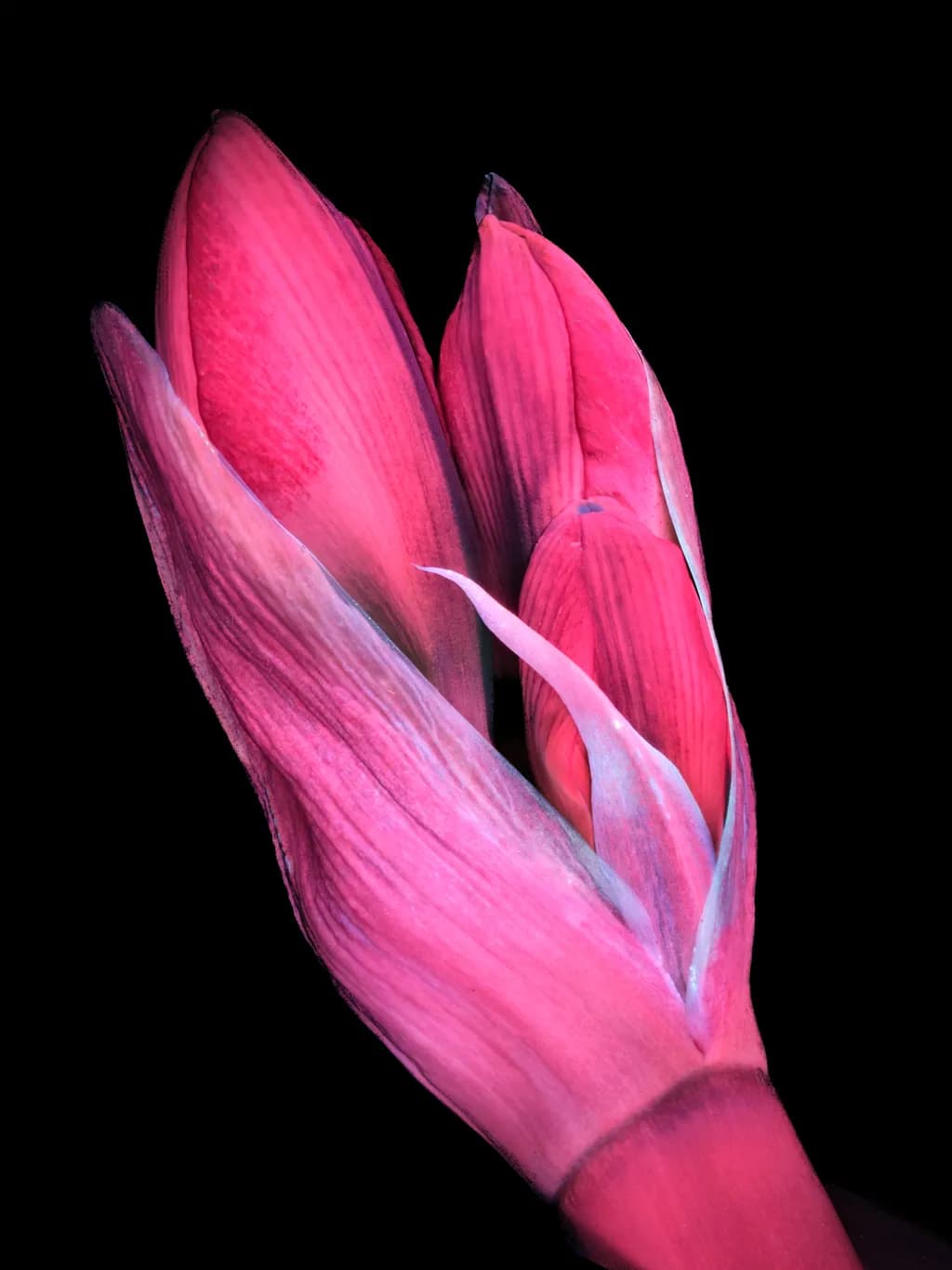Coming Out Amaryllis