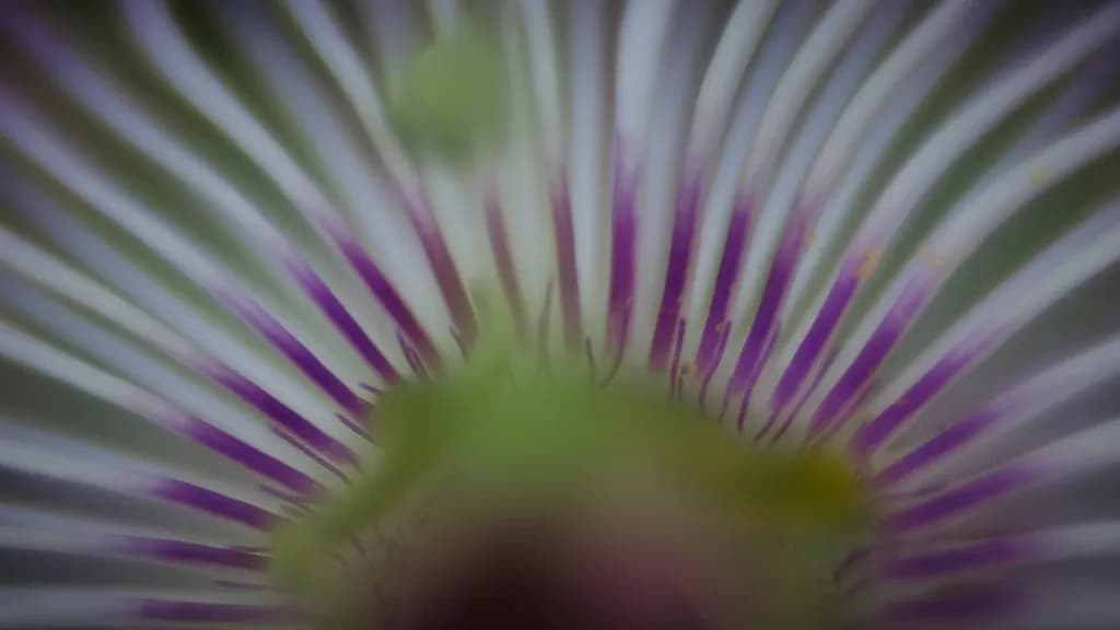 A View of Passion