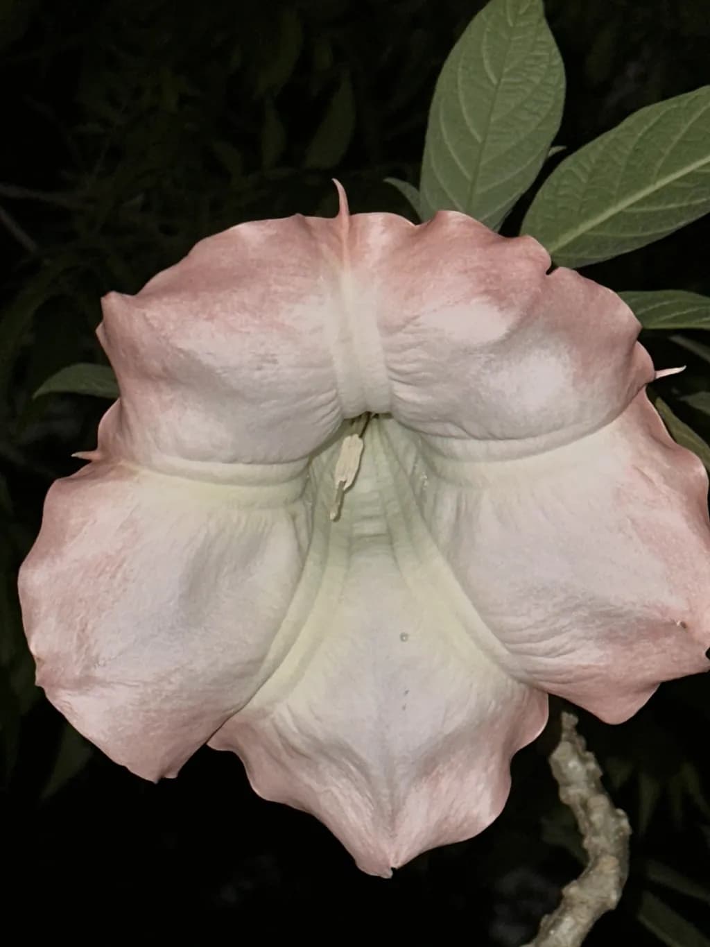Whispers of Elegance: A Delicate Blossom in Soft Hues