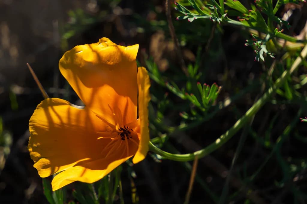 Golden Bloom