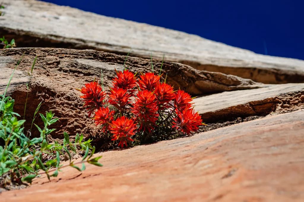 Desert Bloom