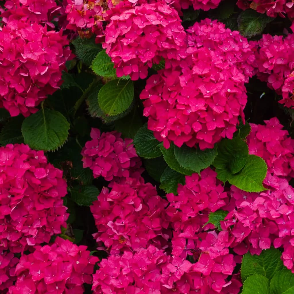 Fuchsia Hydrangea Burst