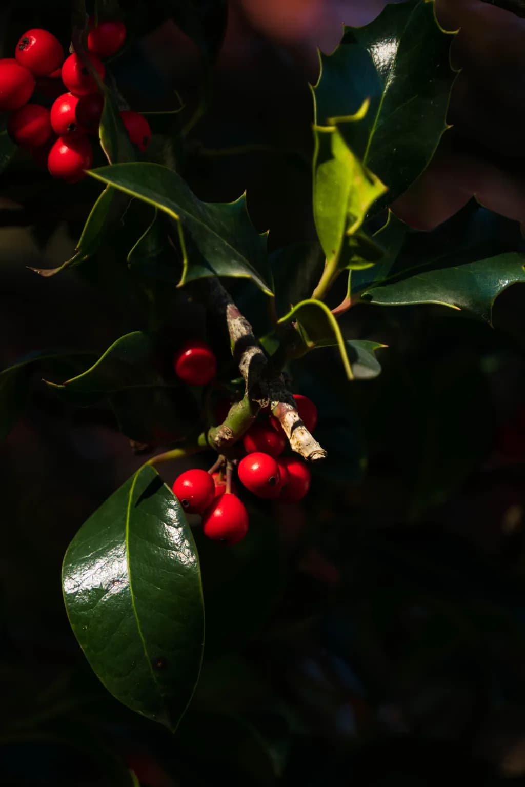 Crimson Clusters