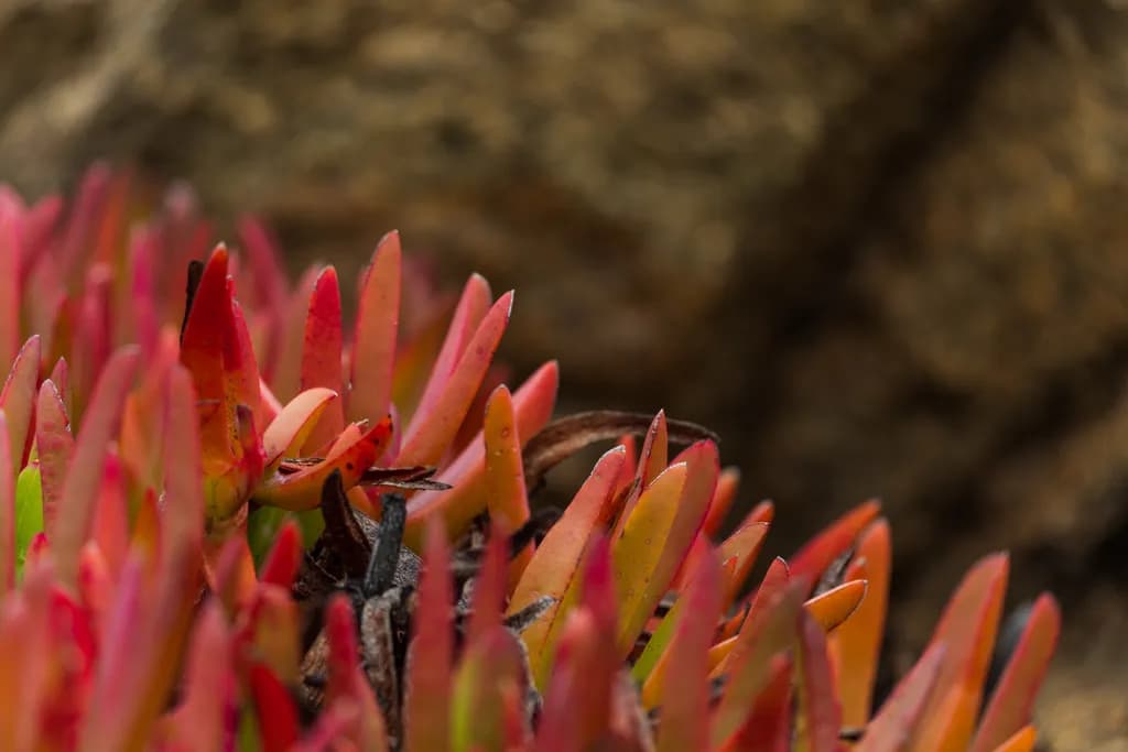 Crimson Succulents