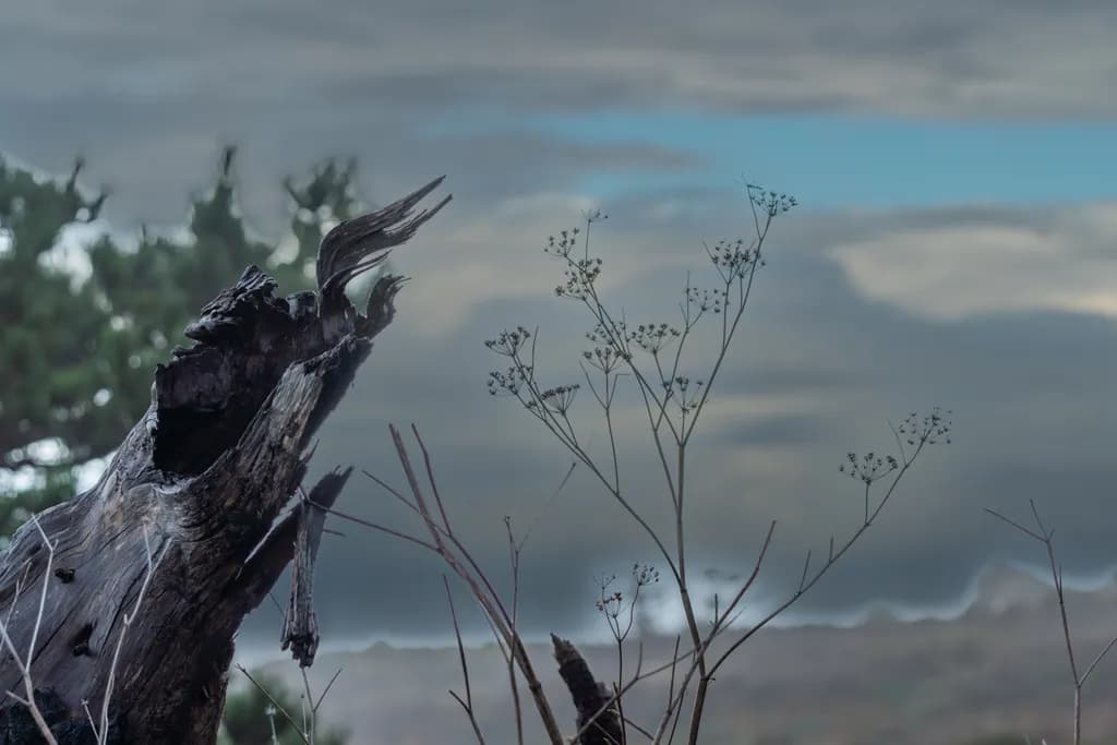 Silent Stump