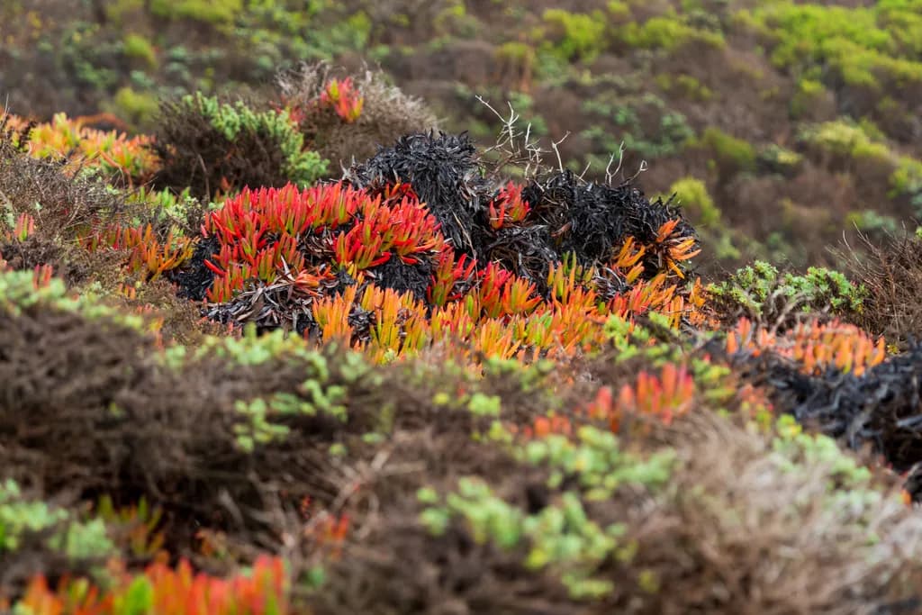 Crimson Succulent Tangle