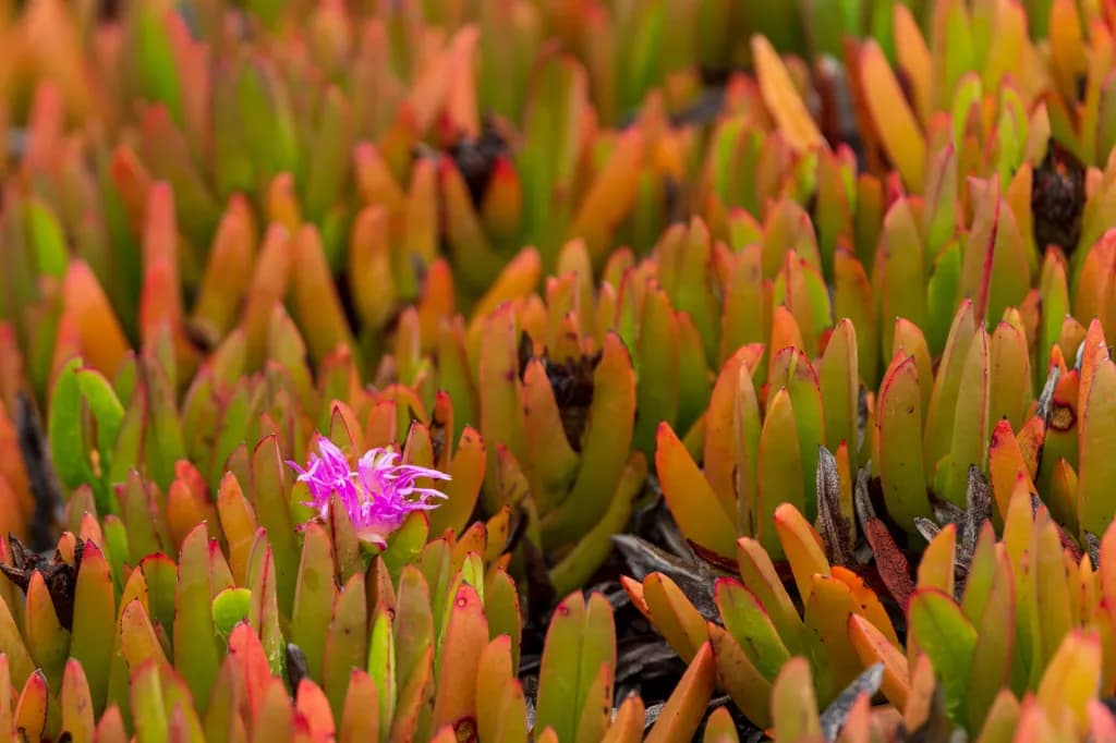 Crimson-Tipped Succulents