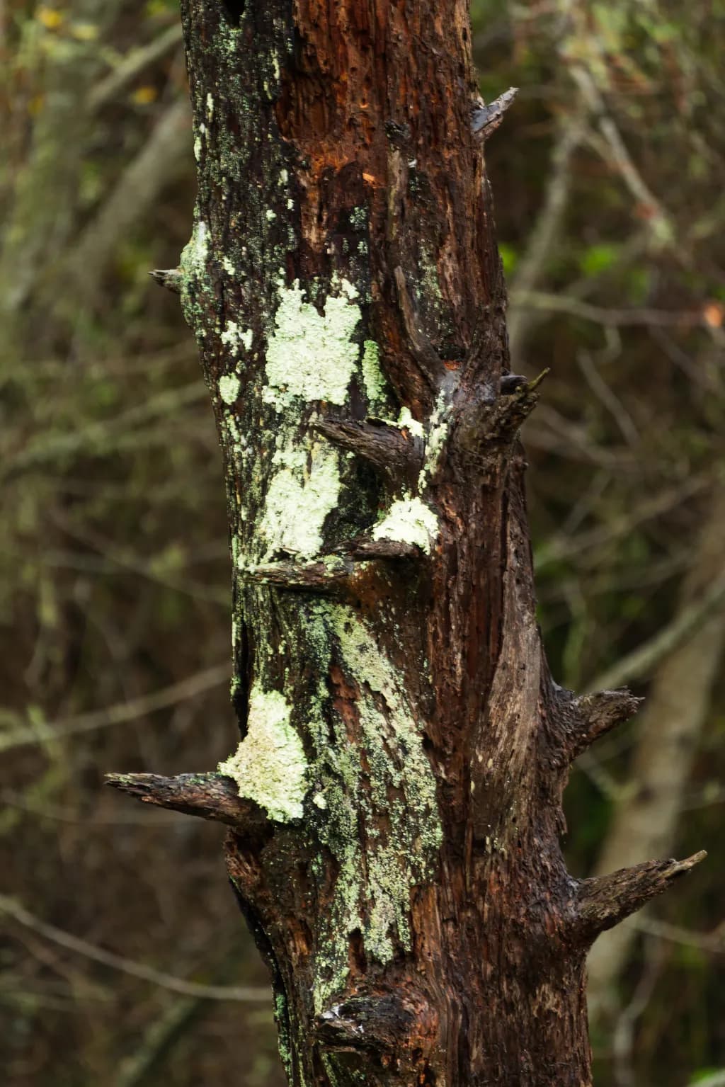 Lichen Veins