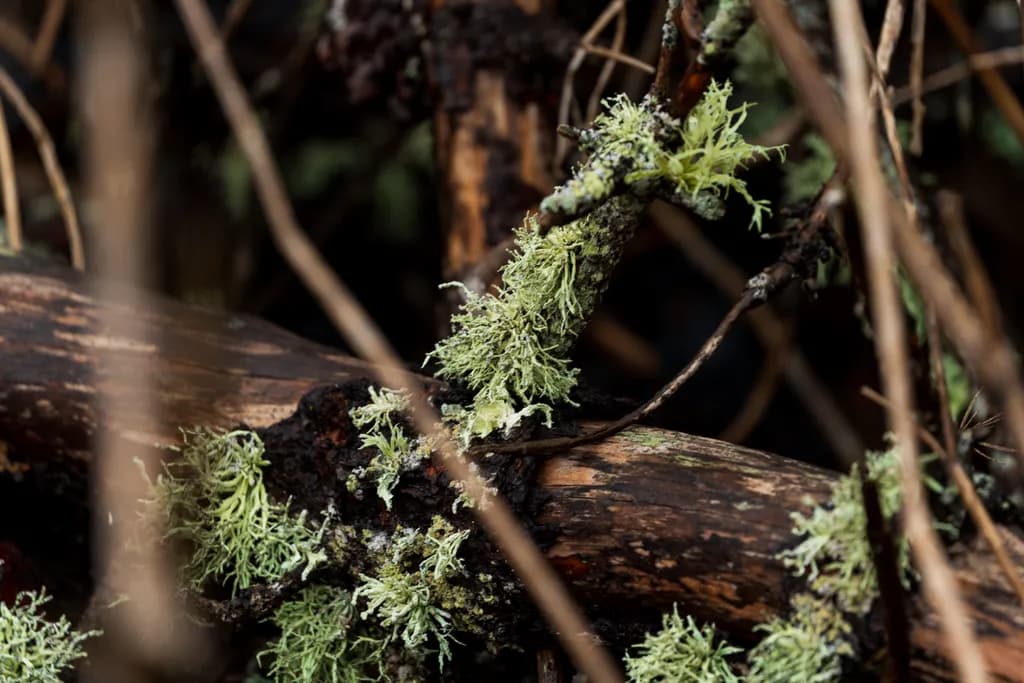 Mossy Branches