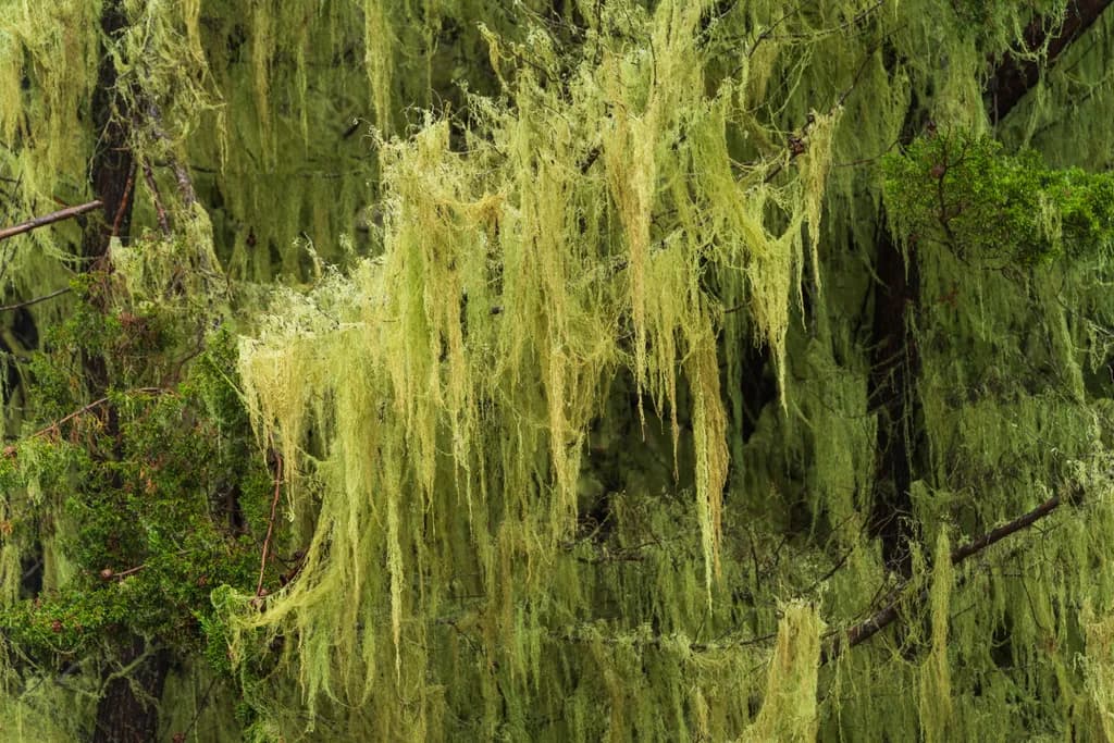 Lichen Veil