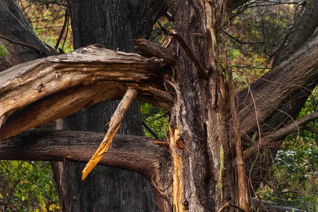Fractured Bark