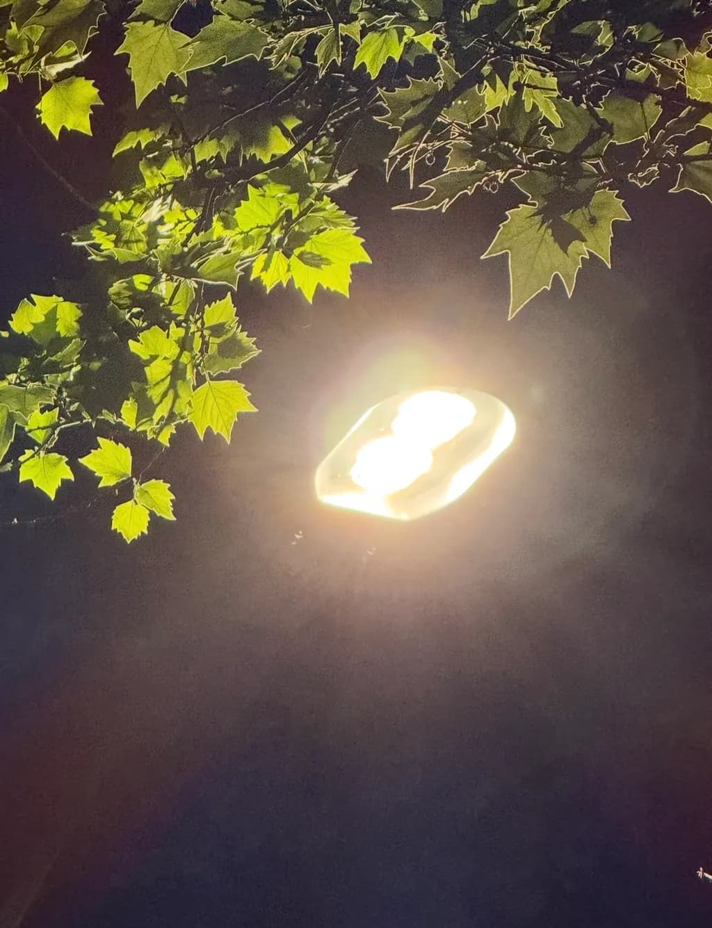 Illuminated Leaves: A Nighttime Glow of Nature's Beauty