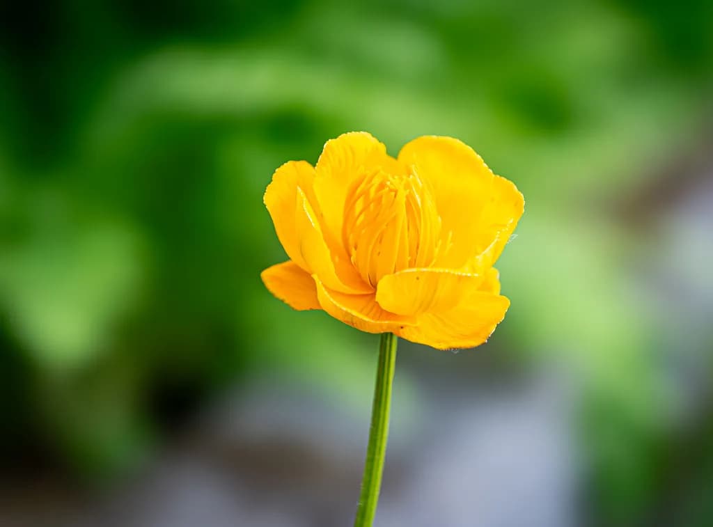 Golden Petals: A Dance of Nature's Beauty in Yellow Bloom
