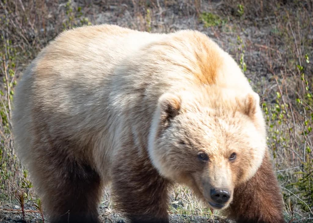 Majestic Grizzly: A Poetic Encounter with Nature's Wild Spirit
