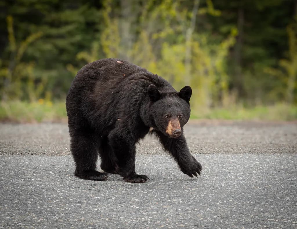 Black Bear on the Move