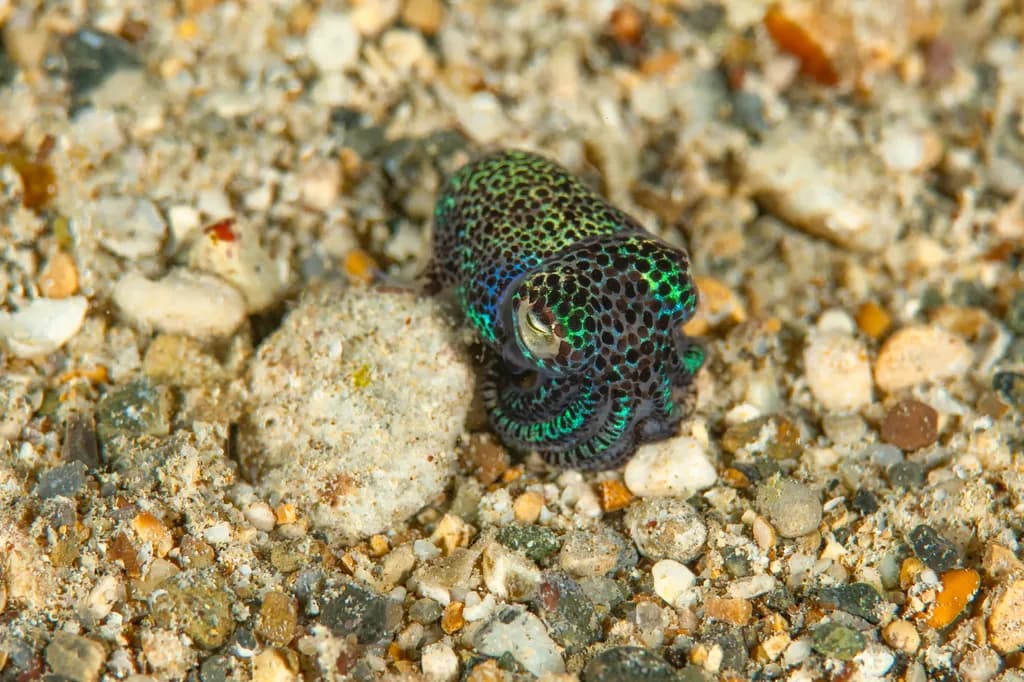 Neon Pebble Dancer