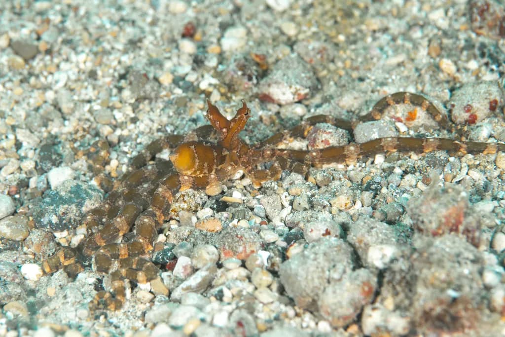 Mimic Octopus Blend
