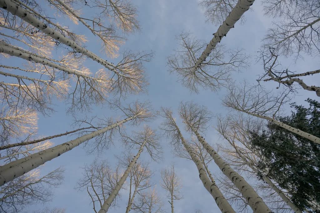 Aspen Reach