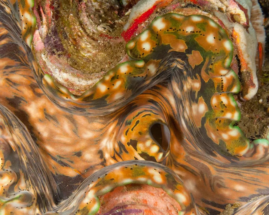 Clam Mantle Detail