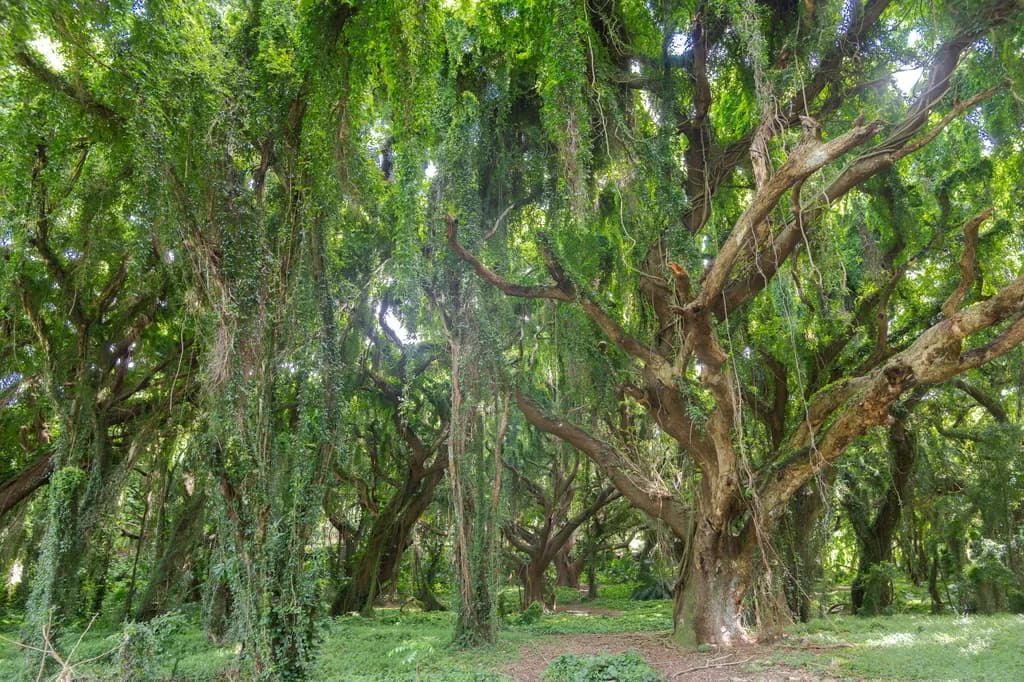 Enchanted forest Maui