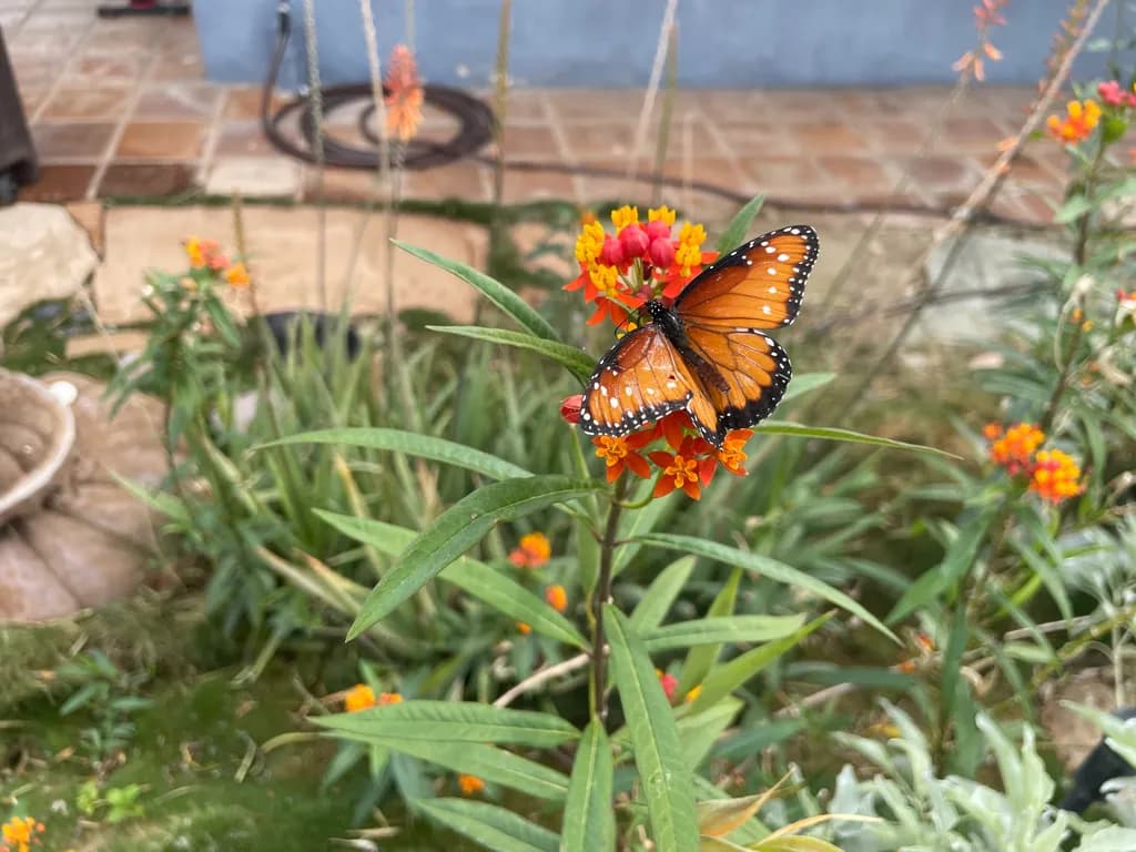 Butterfly Blossom