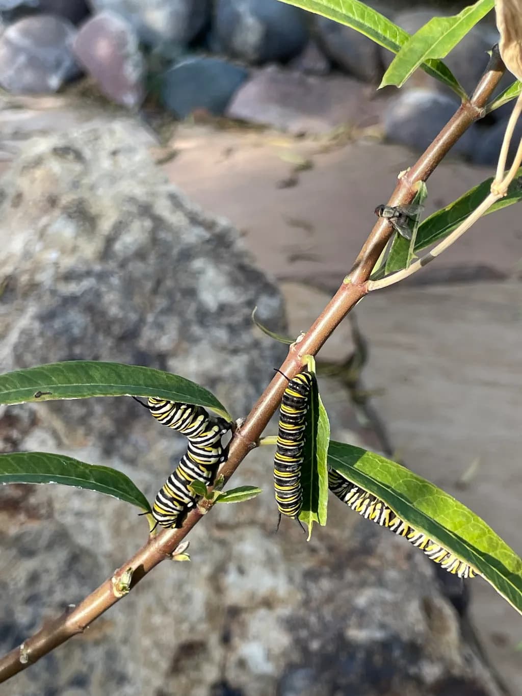 Caterpillar Habitat