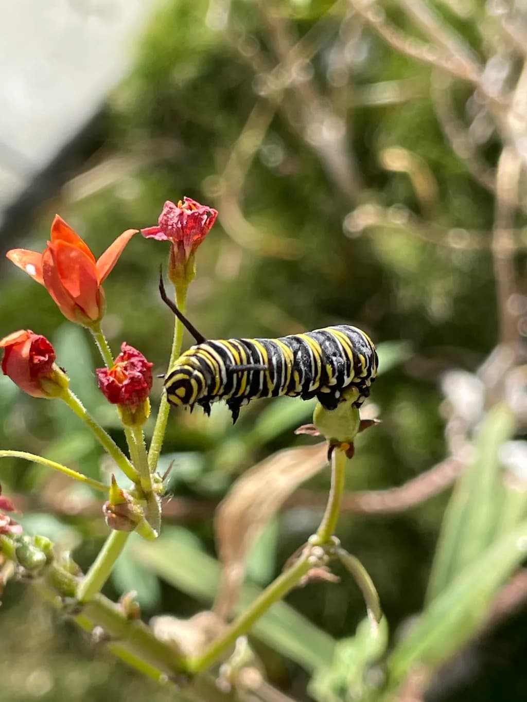 Caterpillar in Bloom