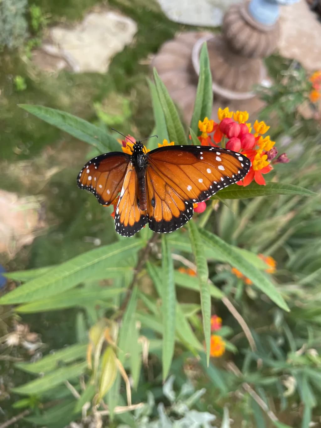 Monarch in Bloom